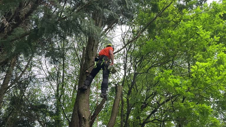 Best Tree Risk Assessment  in La Mesa, CA